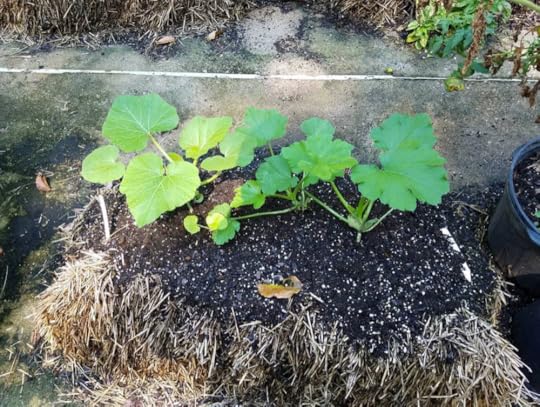 Zucchini in Straw Bales