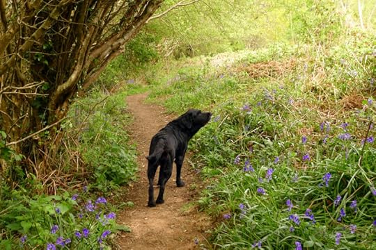 Sniffing the bluebell scented air