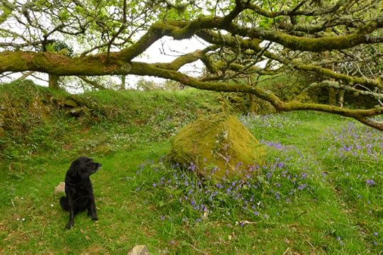 Bluebells under a mossy oak