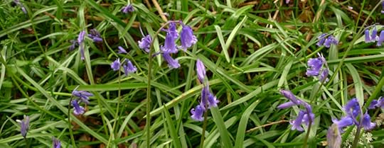 Bluebellls on the forest floor