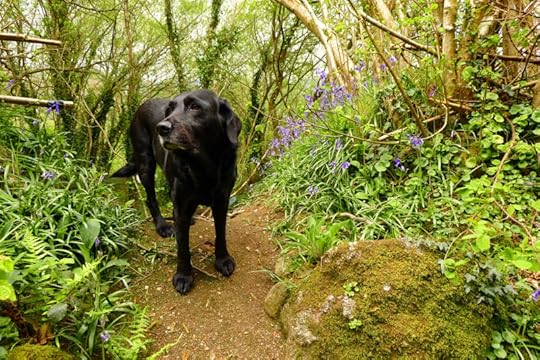 Animal Guide on the border of Faerie