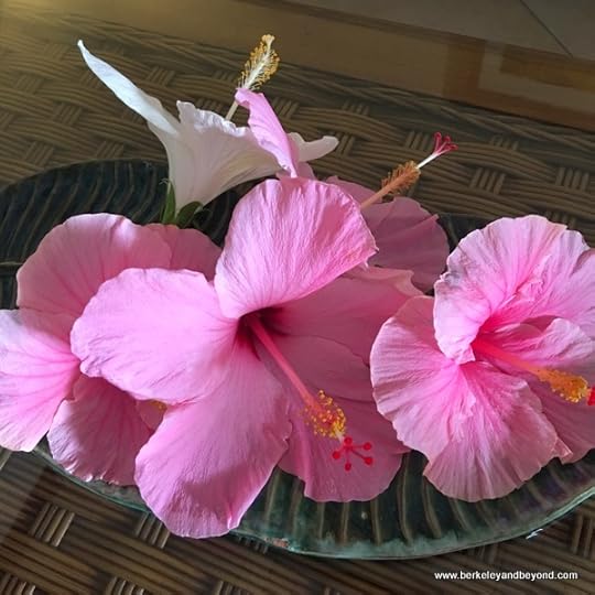 pink hibiscus greeting in guest room at Sugar Cane Club in St. Peter, Barbados
