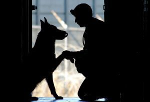 Service-dog-and veteran in silhouette representing Walk in My Paws: An Anthology of Service Dog Stories