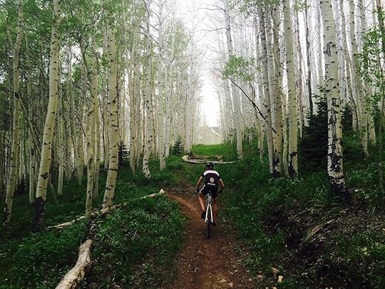 cyclist pedals a mountain bike down a single track trail through a grove of aspen trees in park city, utah