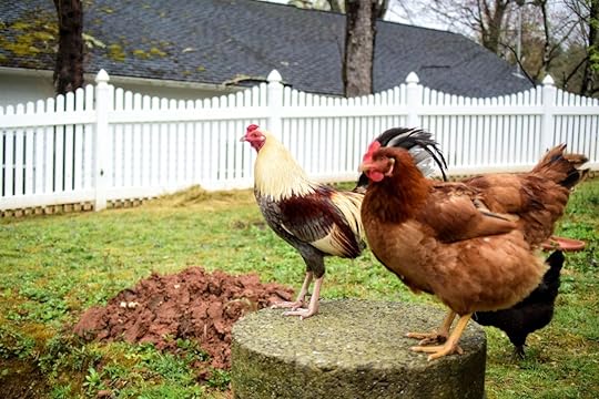 Rooster at Horse Shoe Farm