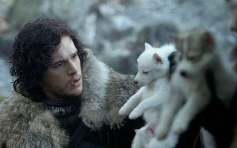 Image result for game of thrones ghost