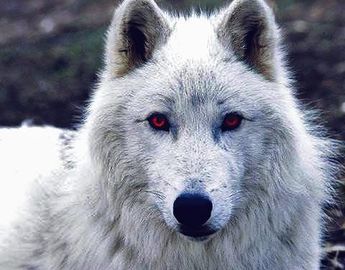 Image result for game of thrones ghost