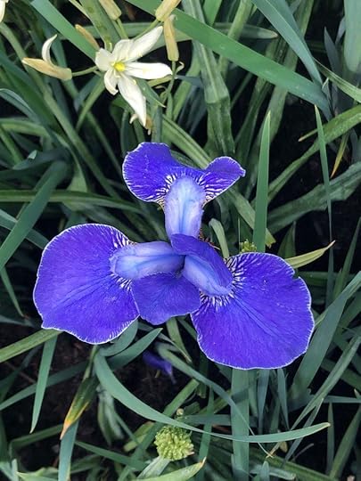 iris