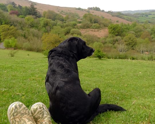 On the hill with the hound