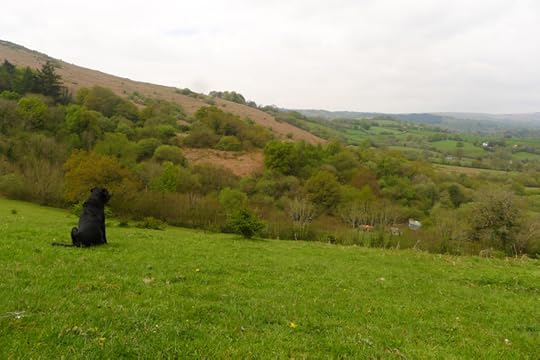 Looking at Meldon Hill from Nattadon Hill