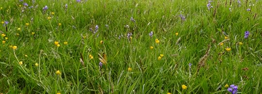 Meadow flowers