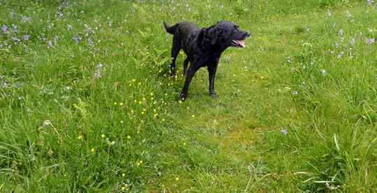 Meadow dog