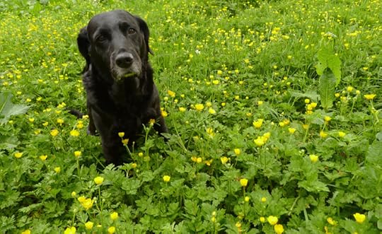 Hound in the buttercups