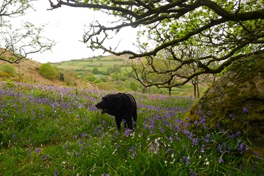 Bluebells and rain