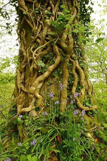 Bluebells and old ivy