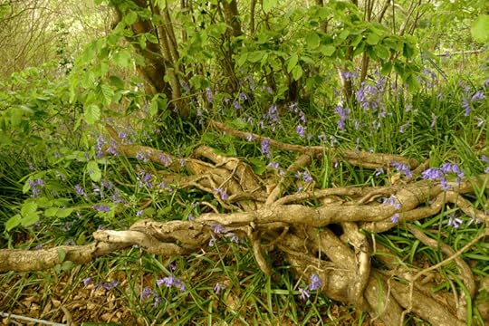 Bluebells in the woods
