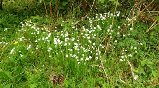 Stickwort and brambles