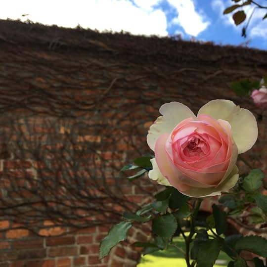 A rose I spotted at Hobart’s beautiful Botanical Gardens early one morning a few weeks ago.