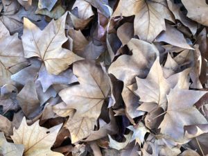 Autumn leaves