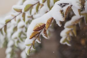 Winter