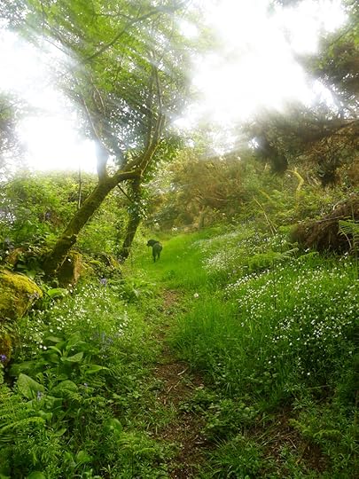 Wildflower path