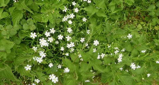 White stitchwort