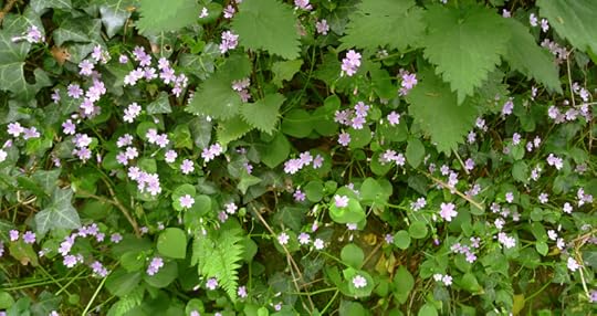 Pink stitchwort, nettles, ivy, and ferns.