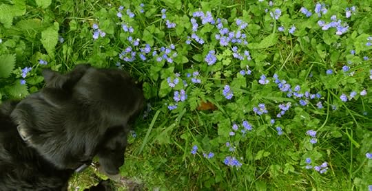 Speedwell
