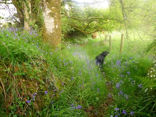 Wildflower path
