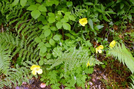 Welsh poppies