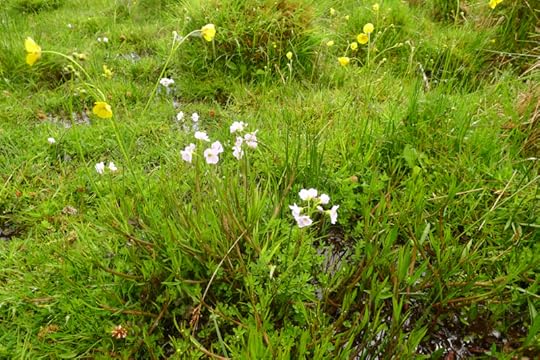Cuckoo flowers and buttercups
