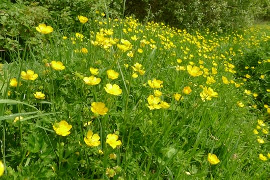 Buttercups