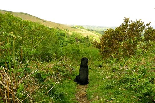 White stitchwort and hound on Nattadon Hill