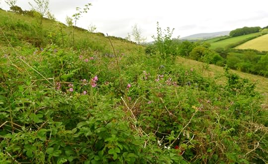 Red campion in the bracken and briars.