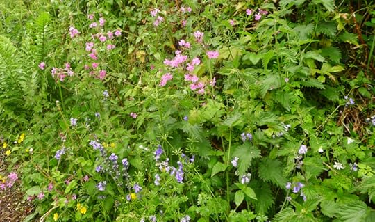Hedgerow flowers
