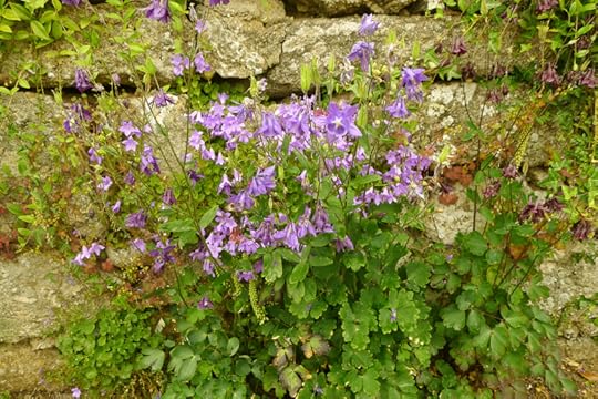 Wild columbine