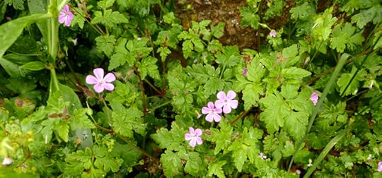Herb Robert