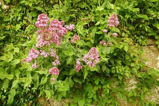 Pink valerian