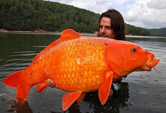 giantgoldfish1.jpg
