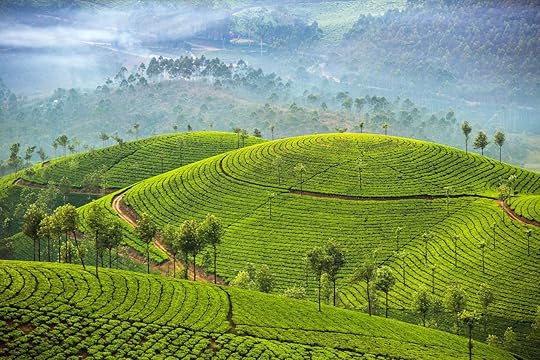 Tea plantations in Munnar, Kerala, India