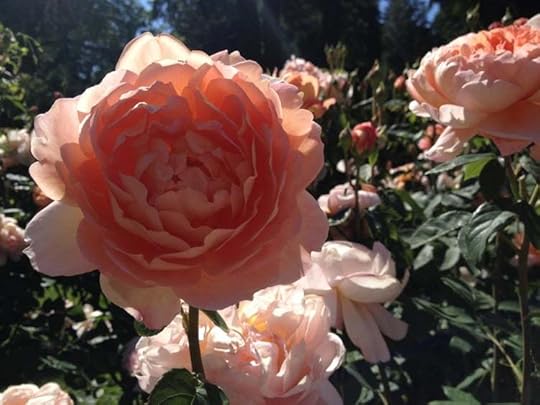 flowers, rose, and pink image