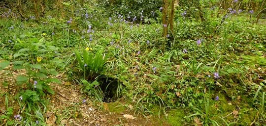 Wildflowers around a badger sett