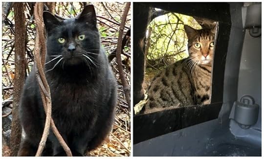 birchmere-community-cats