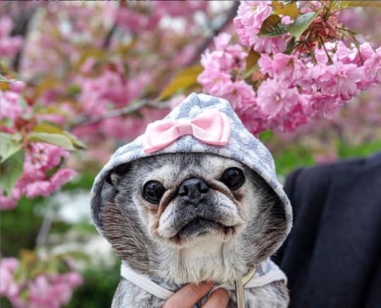 Screen Shot 2019-06-02 at 1.05.57 PM.png