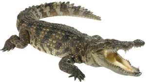 Crocodile
