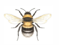 Bumblebee