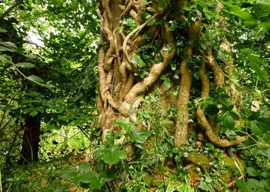 Old beech and ivy summer