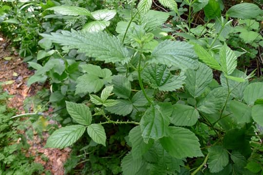 Nettles