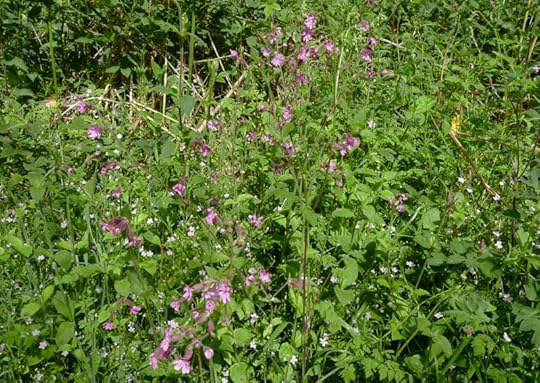 Nettles, ragged robin, and piskie flowers