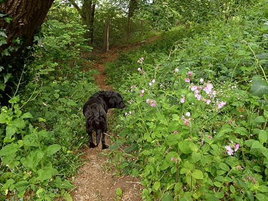 Nettle hunter at work